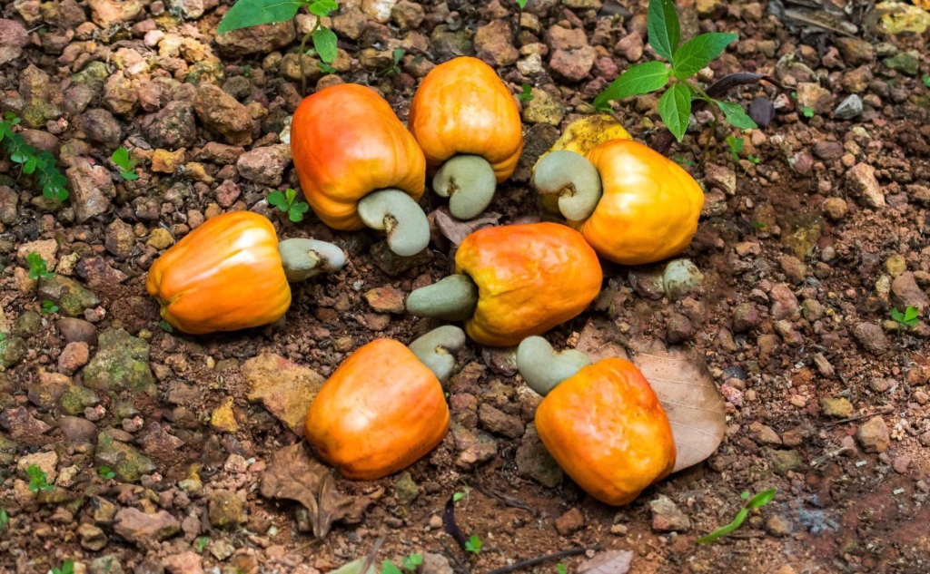 Raw Cashew Harvest